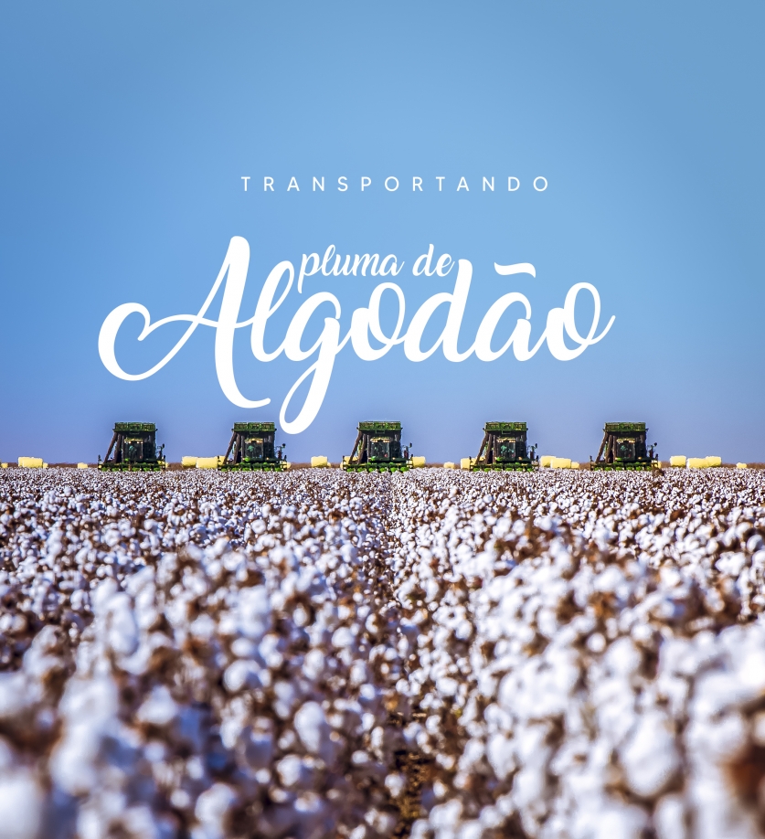 OS CUIDADOS DO TRANSPORTE DA PLUMA DE ALGOD�O