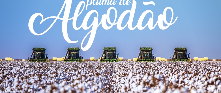 OS CUIDADOS DO TRANSPORTE DA PLUMA DE ALGODÃO